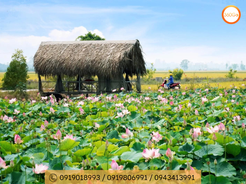 Cánh đồng sen tại Đồng Tháp bừng tỉnh - Du lịch 360Go